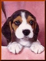Welcome to the Harrken's Beagle World Webring