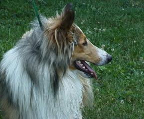 Jody,male, rescue collie 