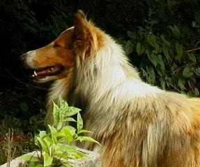 Jody,male, rescue collie 