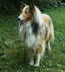 Jody,male, rescue collie 