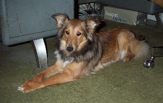 Lady Heart of KY sheltie rescue