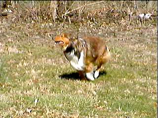 Lily running