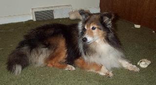 Mickey Heart of KYsheltie rescue