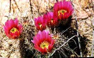 Cactus Flower