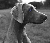 The Weimaraner Web Ring!
