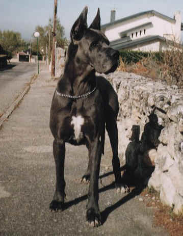 dogs3.jpg (20670 bytes)