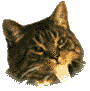 cat.gif