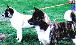 Josei and Simba