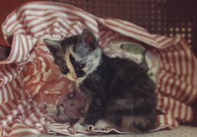 mayakitten