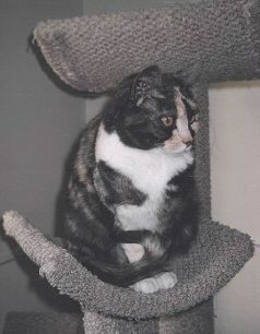 maya