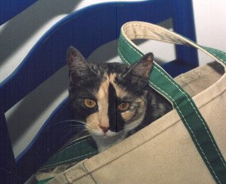 maya in bag