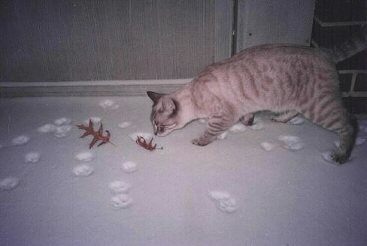 nsnow1