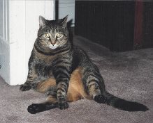 plump