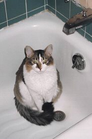 tub