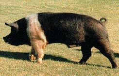 pig picture
