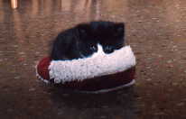 bobs picture