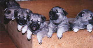 puppies picture