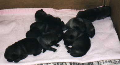  pups picture