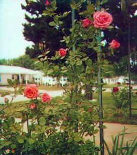 This is an America climbing rose.