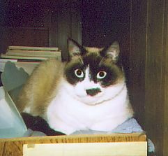 This is Shoog, but he's not at all sweet!