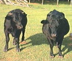 bullboy