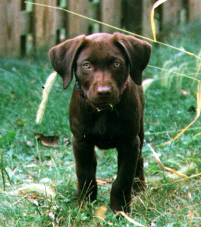 Click to join the Ring 
o'Labrabrats.