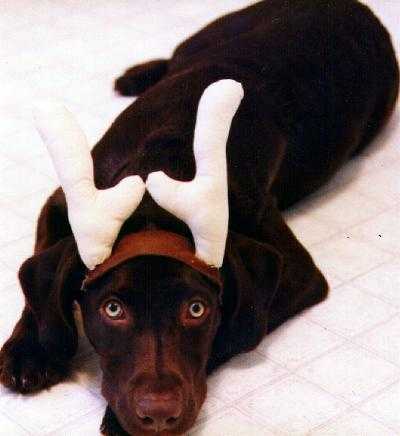 Click to go to next Labrabrats site.