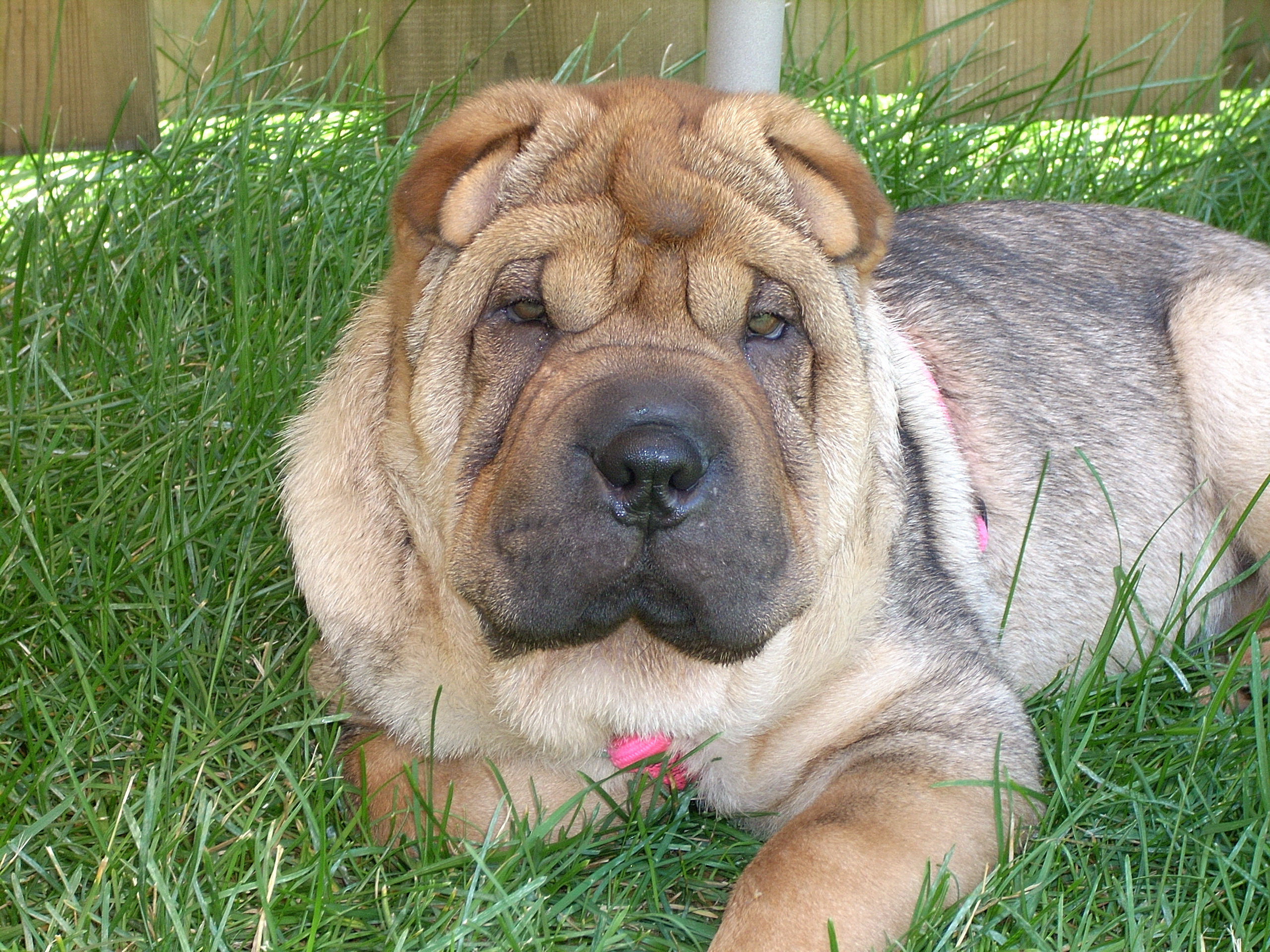 Maggie