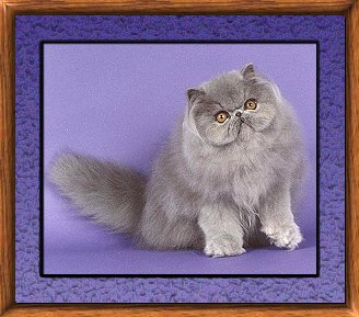 Photo of Flip
