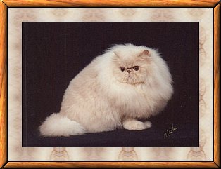 Photo of Bubba