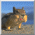 squirrel 1