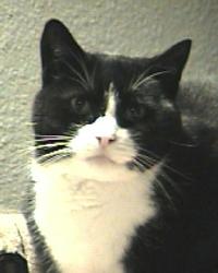 Simon Kitty:  Simon ha ensamblado con los tres gatos.