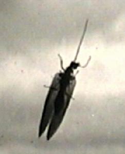 A damselfly?