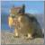 Mr Mazama Squirrel