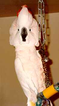 chauncey