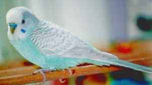 Greywing