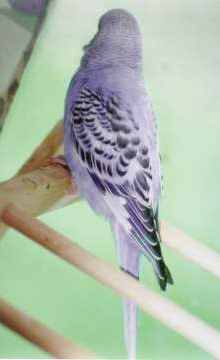 Visual Violet opaline