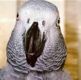 sirrus