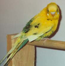 recessive pied
