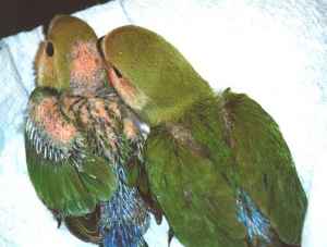 babies, four weeks old, left one is plucked