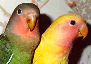 older lovebird babies