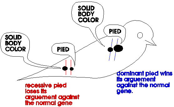 different genes arguing the pied arguement