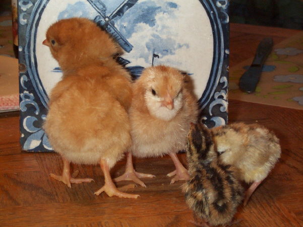 Two of the new babies, along with a game bantam chick and coturnix quail chick for scale.