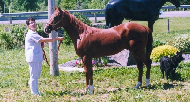 Nathalie's 14 month old stallion (4/h x TB)
