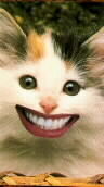smiling cat