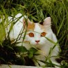 I'm Pepper the Turkish Van baby