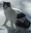 Snow