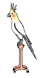 Cheeky Cockatiel