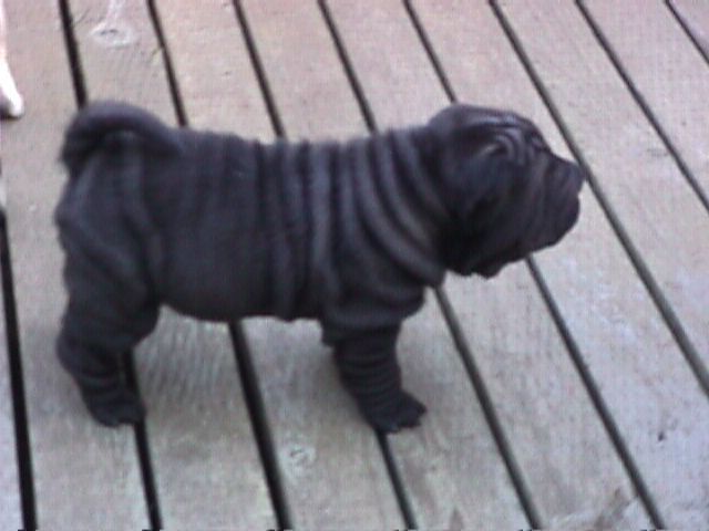 Shar-Pei pups