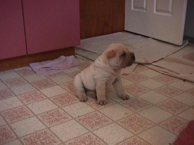 Mr. Magoo